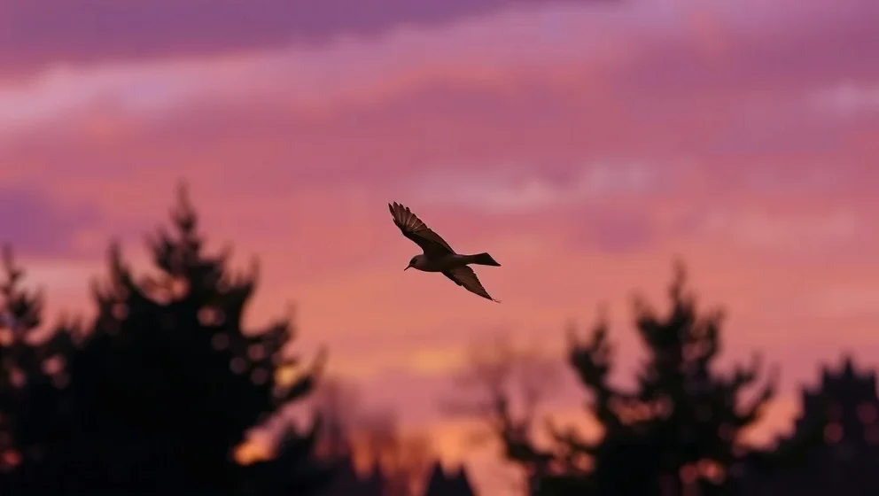 Tordyveln flyger i skymningen varje kväll